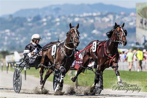 nz harness racing photos.
